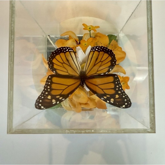 Vintage 1970s Real Monarch Butterfly Display Taxidermy Acrylic Case Decor - Picture 3 of 13
